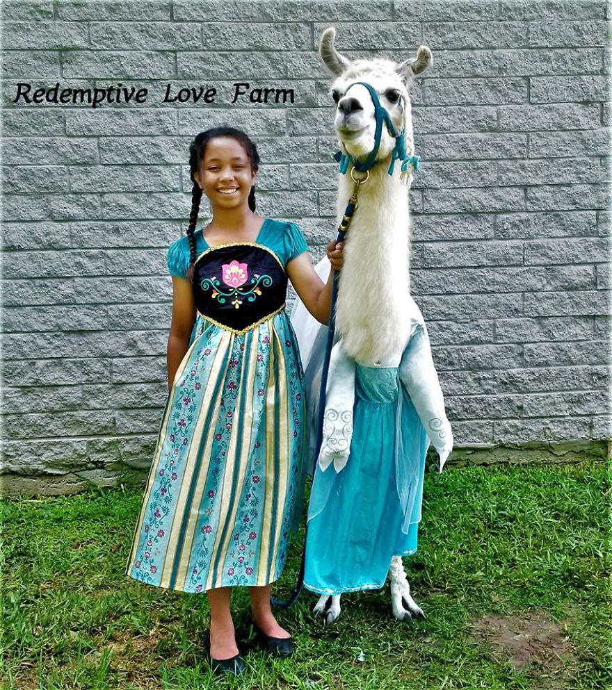 Just In Case You Wanted To See What A Llama Dressed As Elsa Looks Like!