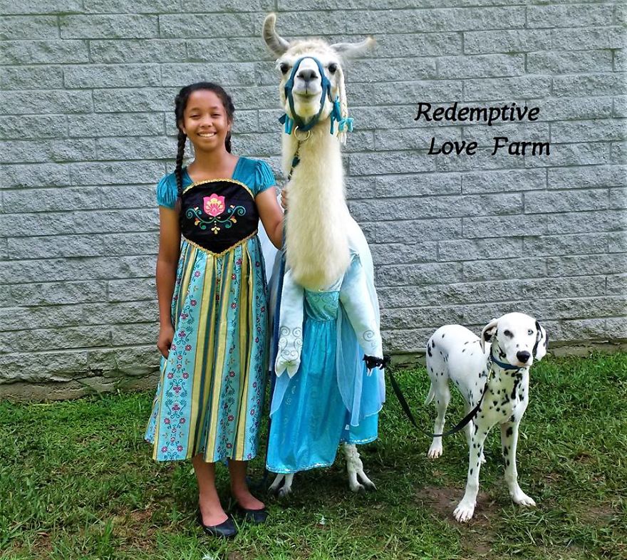 Just In Case You Wanted To See What A Llama Dressed As Elsa Looks Like!