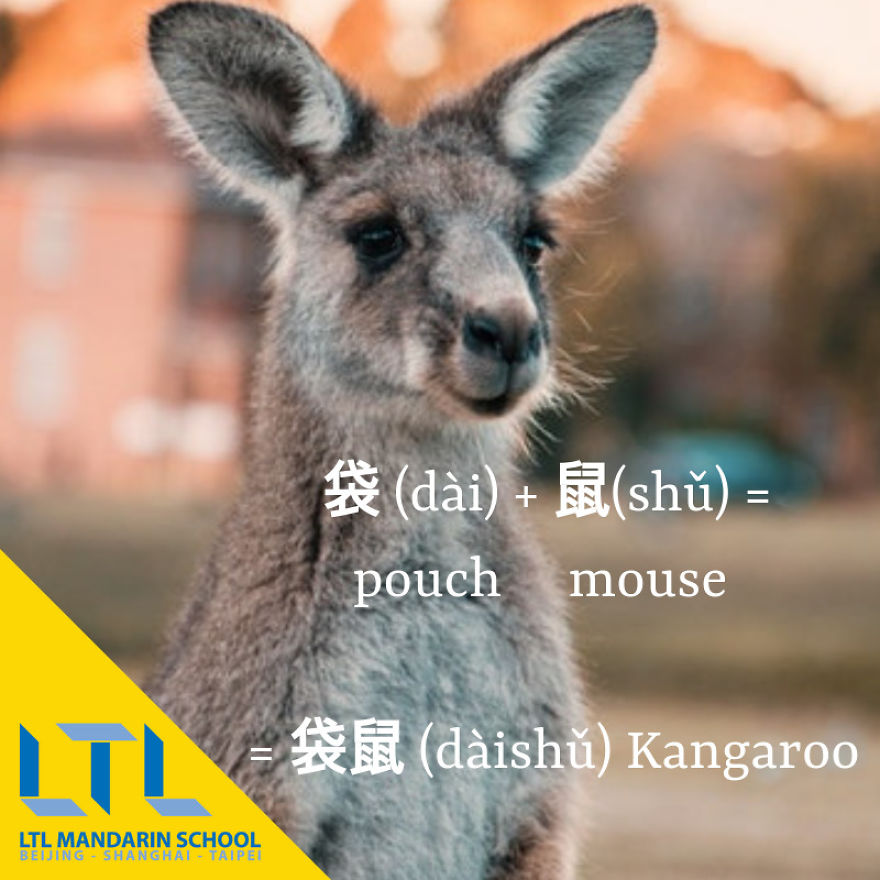 Funny Animal Names In Chinese Funny Animal Names In Chinese
