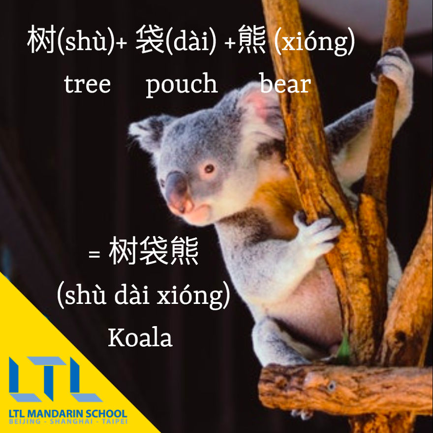 Funny Animal Names In Chinese Funny Animal Names In Chinese