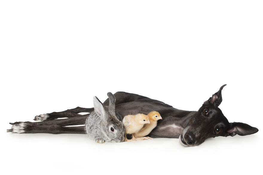 'for The Love Of Greyhounds - Adopted Greyhounds And Their Happy Ever Afters'