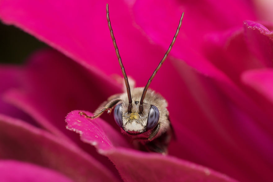 I Take Portraits Of Bugs To Show People How Beautiful And Amazing They Are