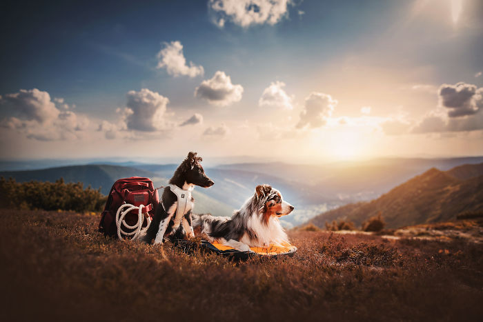 50 Of The Best Dog Photos I've Ever Taken