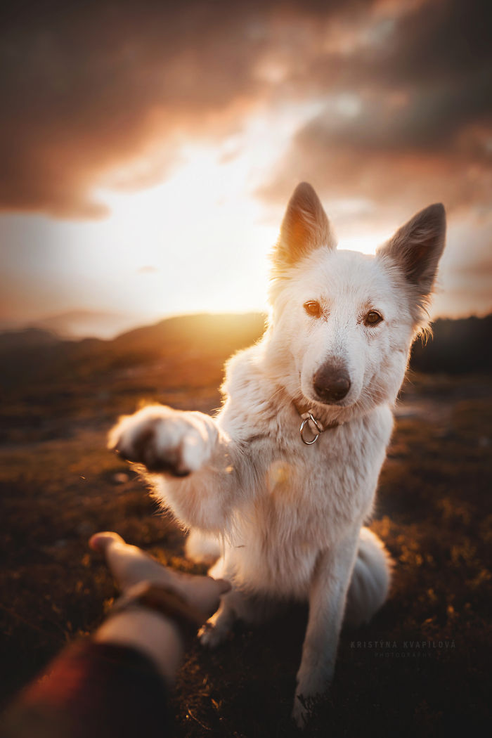 50 Of The Best Dog Photos I've Ever Taken