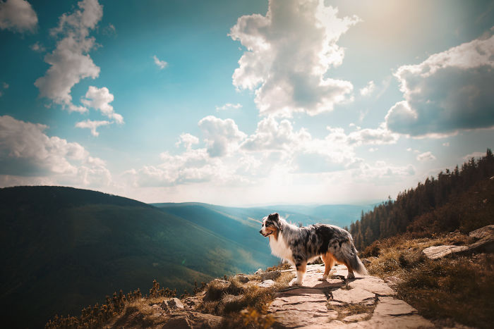 50 Of The Best Dog Photos I've Ever Taken
