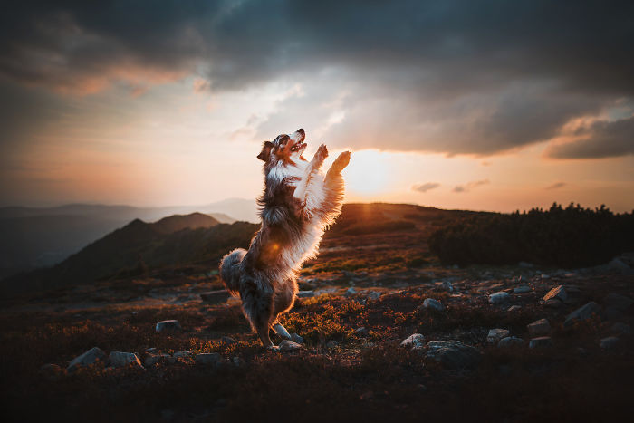 50 Of The Best Dog Photos I've Ever Taken