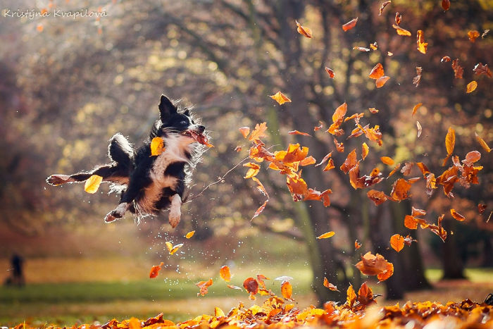50 Of The Best Dog Photos I've Ever Taken