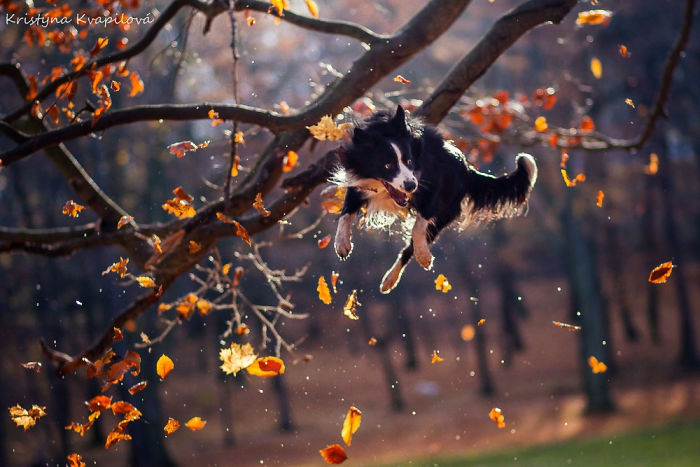 50 Of The Best Dog Photos I've Ever Taken