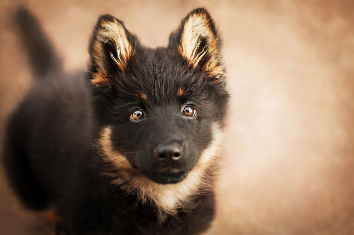 50 Of The Best Dog Photos I've Ever Taken
