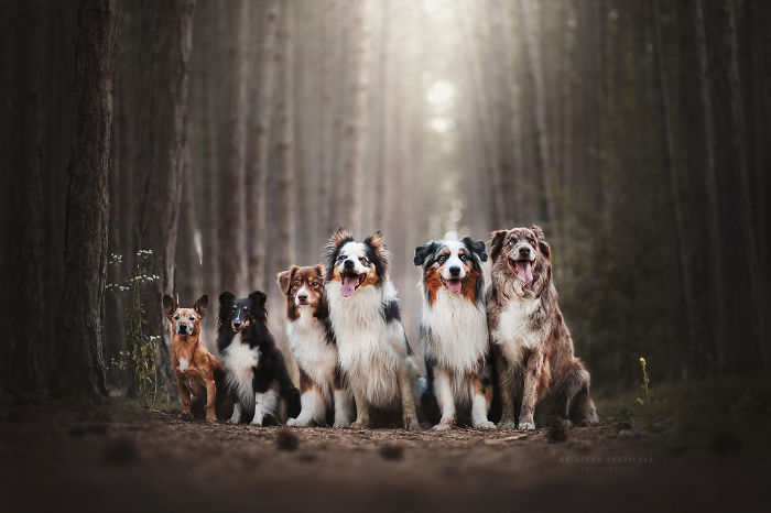 50 Of The Best Dog Photos I've Ever Taken