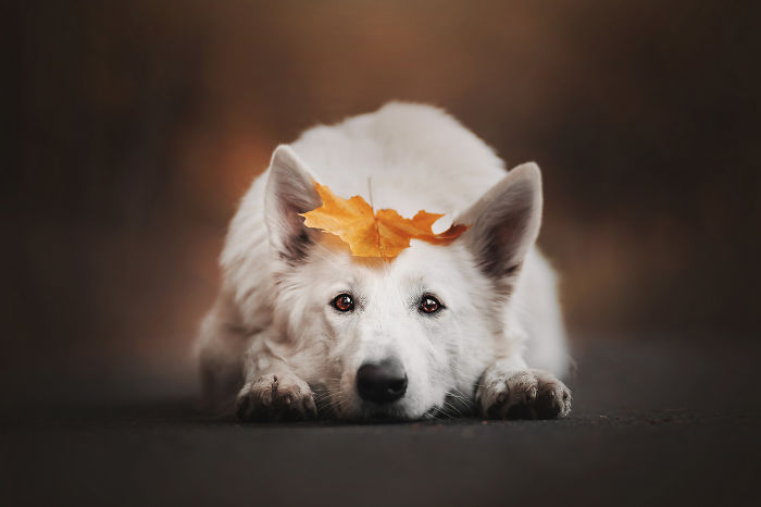 50 Of The Best Dog Photos I've Ever Taken