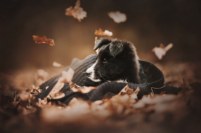 50 Of The Best Dog Photos I've Ever Taken