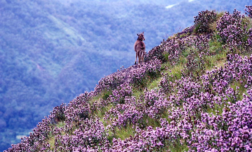 Neelakurinji Blooming In Munnar Top Station After 12 Years- Munnar Tent Camps