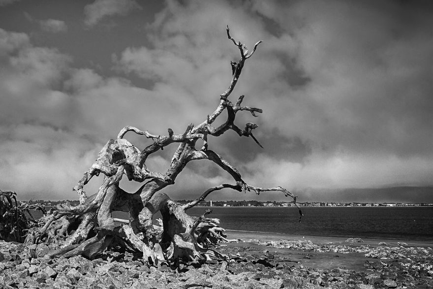 My Wife And I Spent Sometime Photographing The Otherworldly And Breathtaking Views Of Driftwood Beach