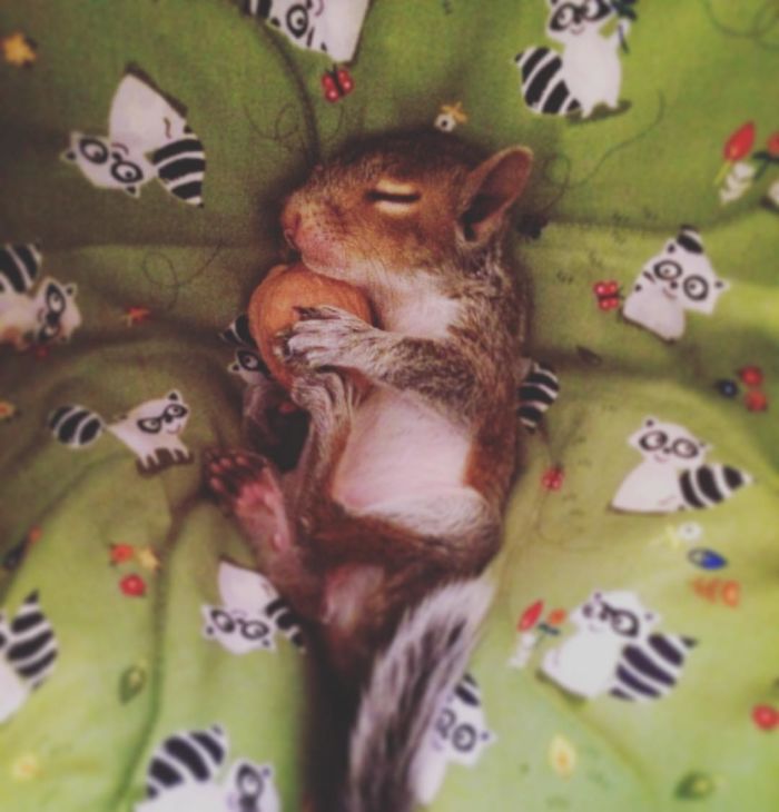 Man Finds Baby Squirrel On His Bed, And It Grows Up To Be The Most Adorable Pet