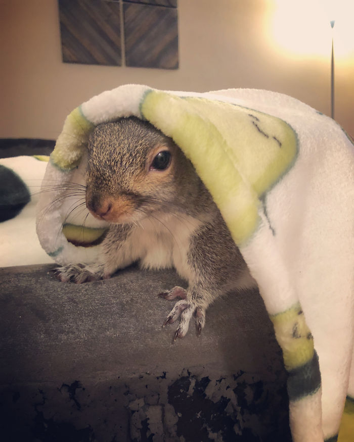 Man Finds Baby Squirrel On His Bed, And It Grows Up To Be The Most Adorable Pet