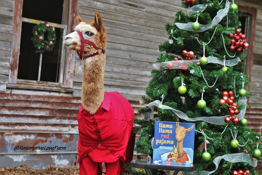 Now You Can Meet And Take Pictures With The Real Llama Llama Red Pajama!!!