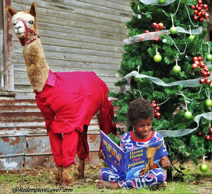 Now You Can Meet And Take Pictures With The Real Llama Llama Red Pajama!!!
