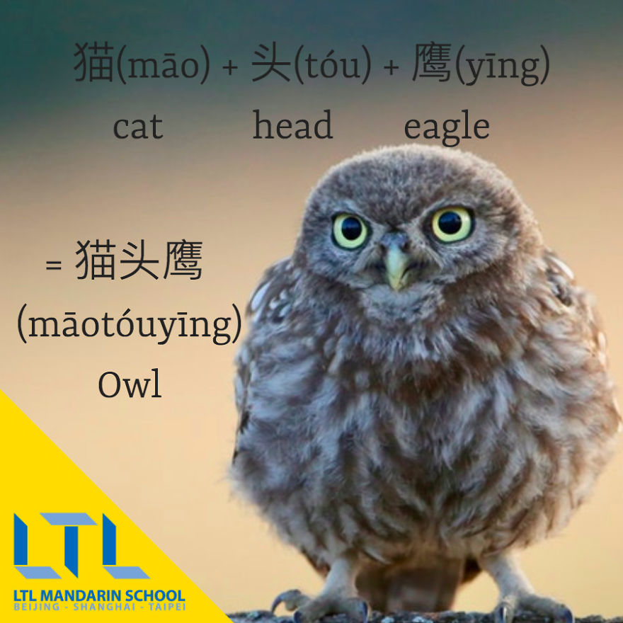 Funny Animal Names In Chinese Funny Animal Names In Chinese