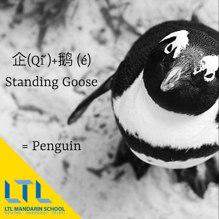 Funny Animal Names In Chinese Funny Animal Names In Chinese