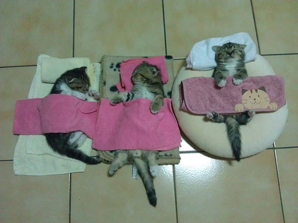 Positive Pictures Proving That Cats Can Sleep Anywhere