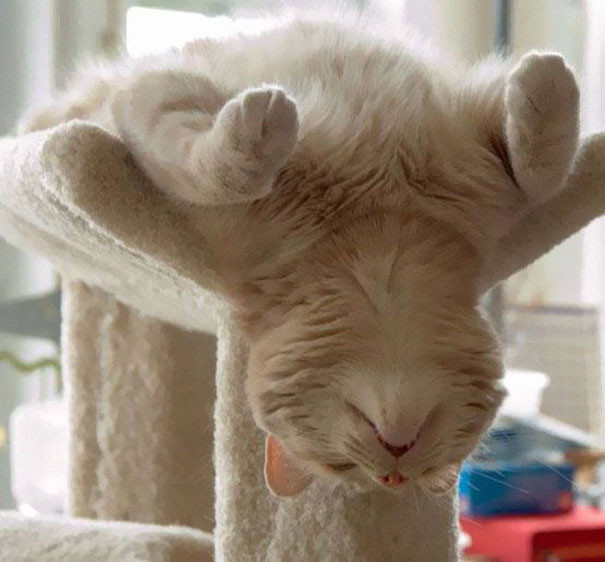 Positive Pictures Proving That Cats Can Sleep Anywhere