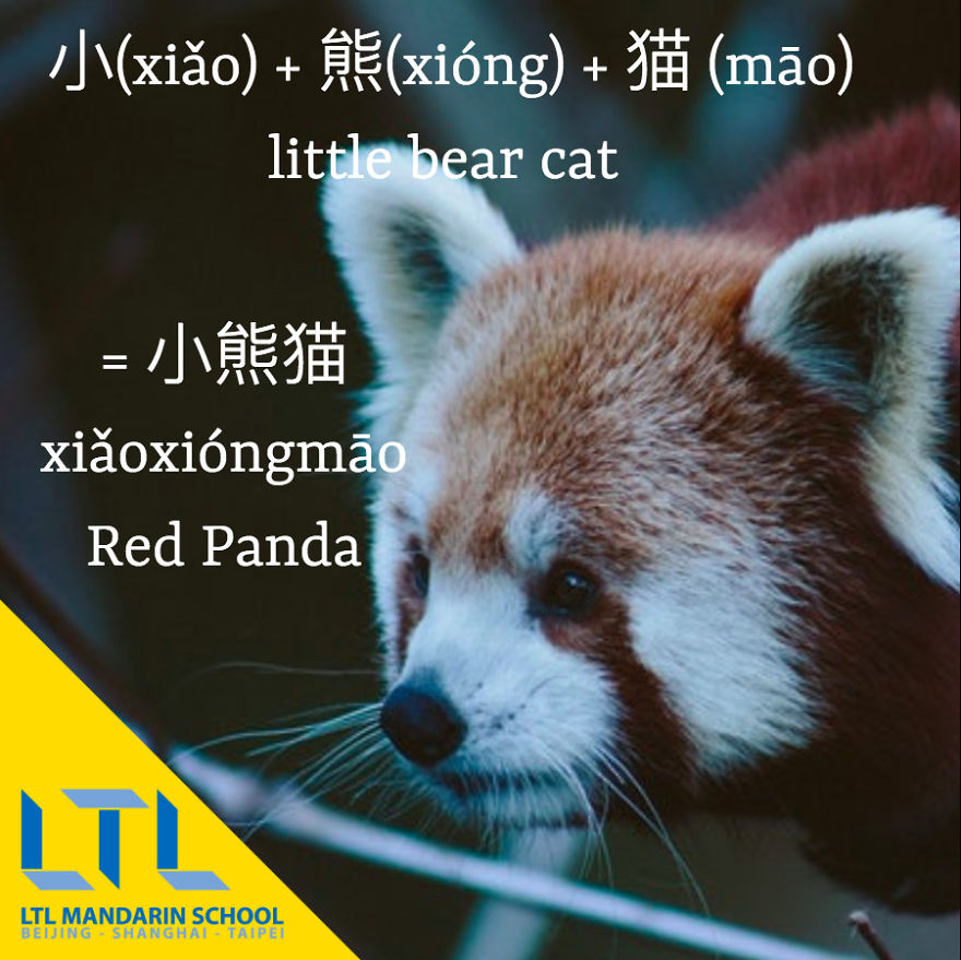 Funny Animal Names In Chinese Funny Animal Names In Chinese