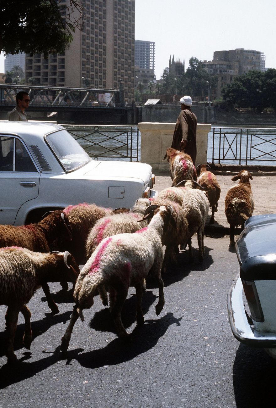 Ridiculous Moments In Everyday Cairo Traffic