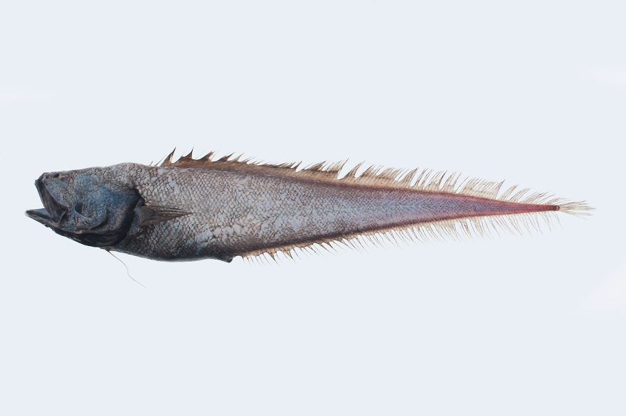 Robust Assfish (Bassozetus Robustus)