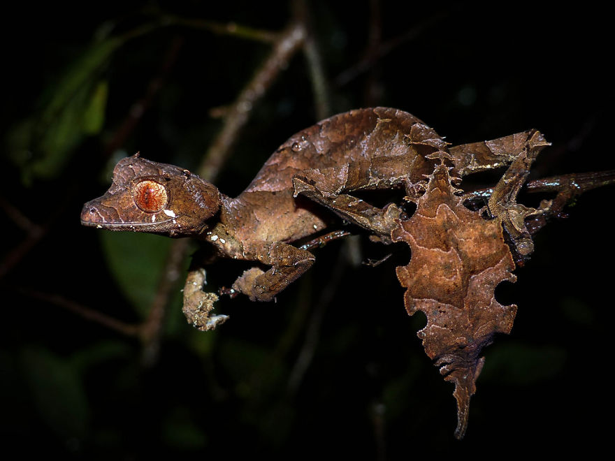 Satanic Leaf-Taled Gecko (Uroplatus Phantasticus)