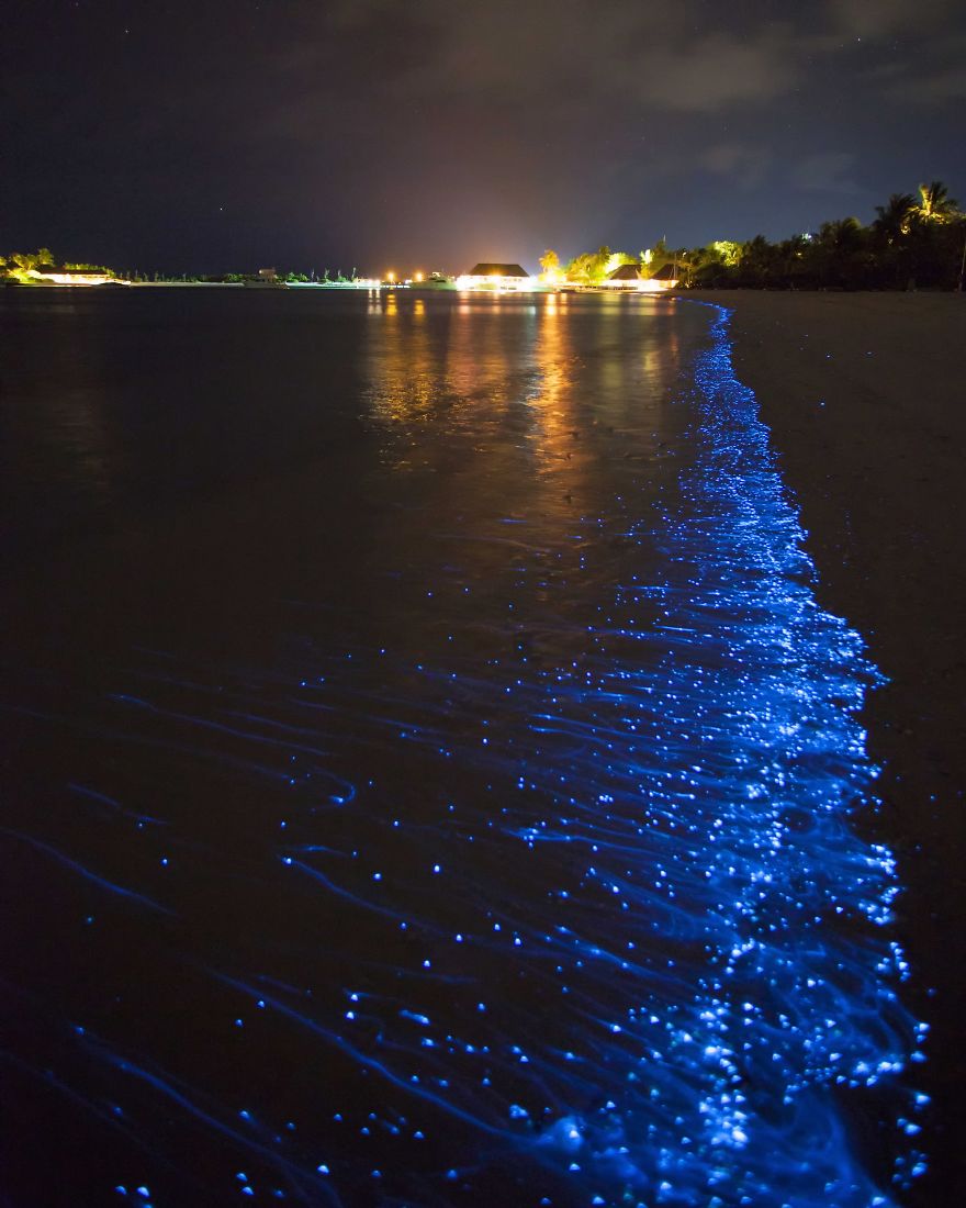Sea Sparkles (Noctiluca Scintillans)