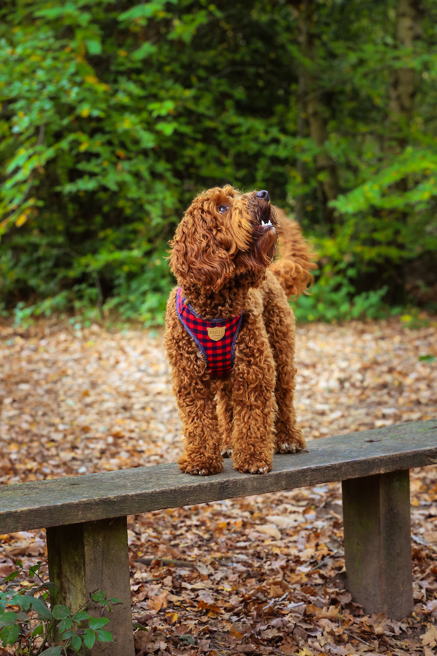 Stanley's First Fashion Shoot! Stanley's First Fashion Shoot!