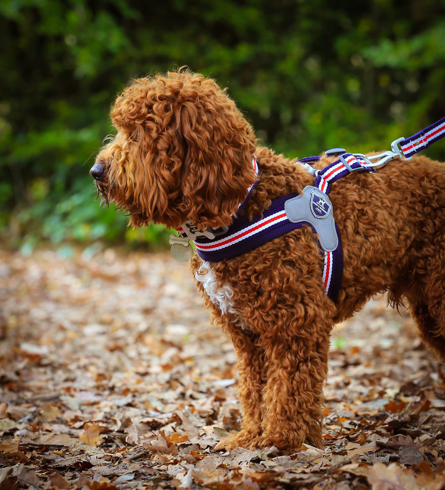 Stanley's First Fashion Shoot! Stanley's First Fashion Shoot!