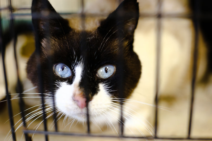 The Miracle Cats- 12 Cats Found In A Locked Storage Unit Without Food + Water For 17 Days The Miracle Cats- 12 Cats Found In A Locked Storage Unit Without Food + Water For 17 Days