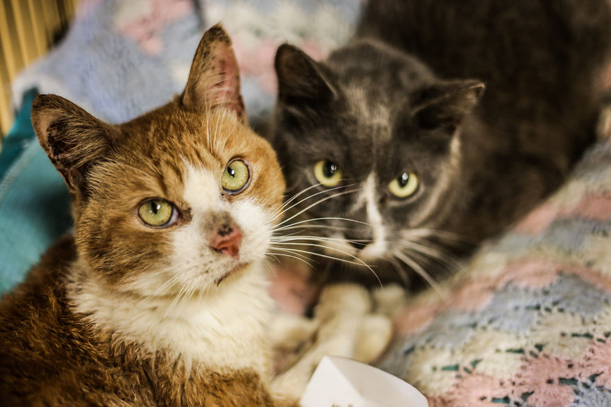 The Miracle Cats- 12 Cats Found In A Locked Storage Unit Without Food + Water For 17 Days The Miracle Cats- 12 Cats Found In A Locked Storage Unit Without Food + Water For 17 Days