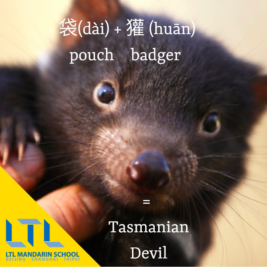 Funny Animal Names In Chinese Funny Animal Names In Chinese