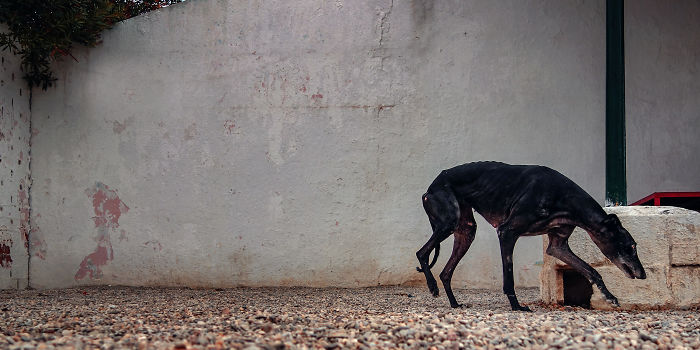 Lean black abandoned hunting dog sniffing ground near worn stone and white wall in Spain outdoor setting