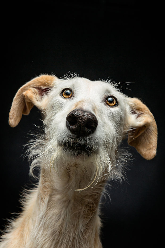 Close-up portrait of an abandoned hunting dog in Spain with soulful eyes against a black background.