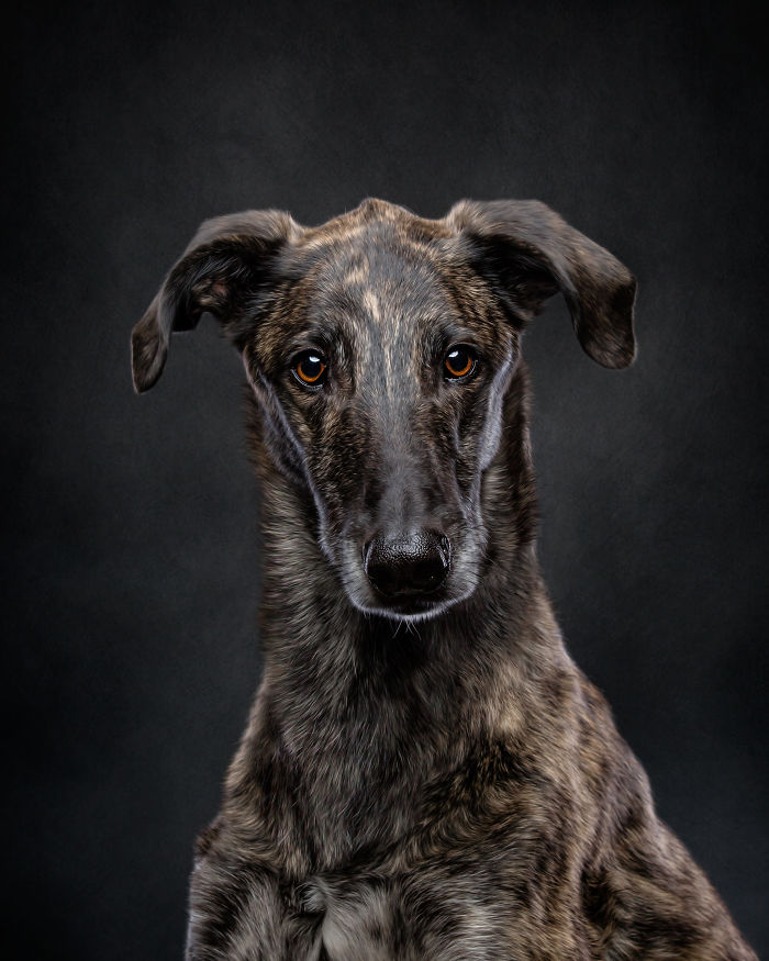 Portrait of an abandoned hunting dog in Spain with expressive eyes and brindle coat against a dark background.