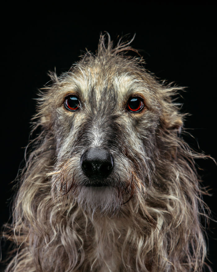 Close-up portrait of an abandoned hunting dog in Spain with wet fur and soulful eyes against a black background
