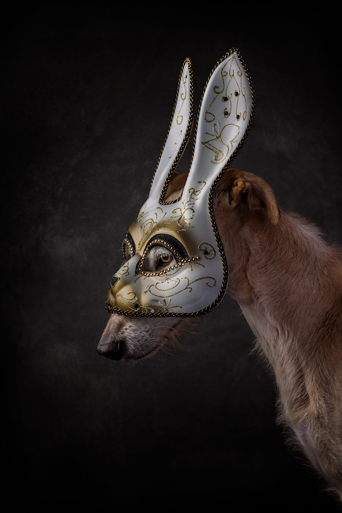 Abandoned hunting dog in Spain wearing an ornate white and gold rabbit mask against dark background