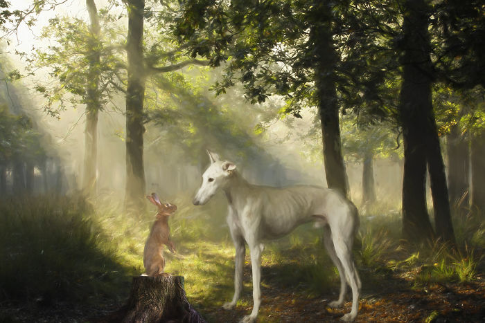 Abandoned hunting dog in a sunlit forest in Spain, encountering a rabbit on a tree stump, captured in a soft, atmospheric photo.