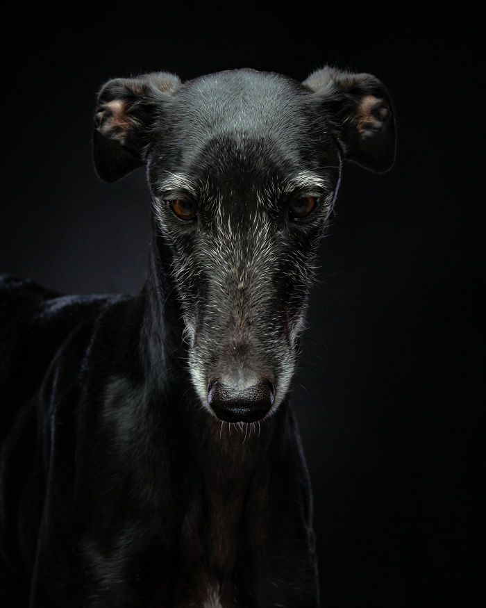 Close-up portrait of an abandoned hunting dog in Spain with dark fur and expressive eyes against a black background.