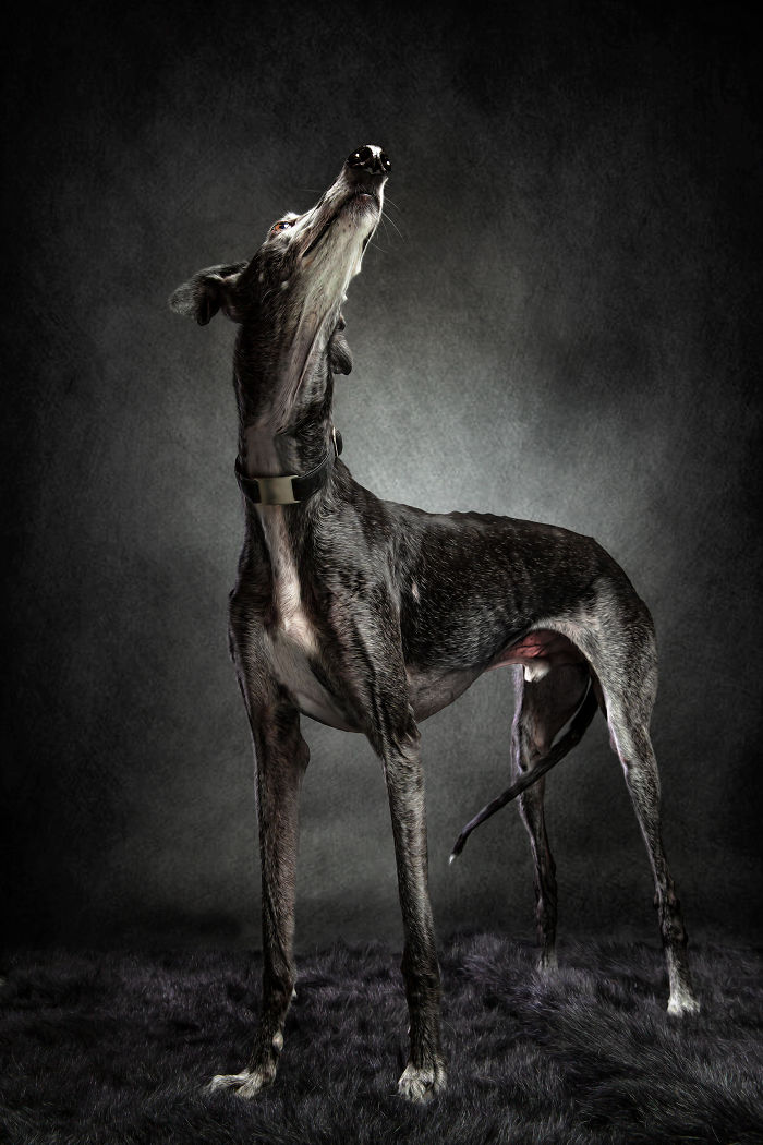 Abandoned hunting dog in Spain with a collar looking upward against a dark textured background in a studio setting