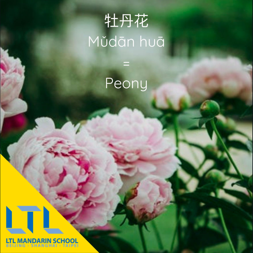 What's A Cactus In Chinese?