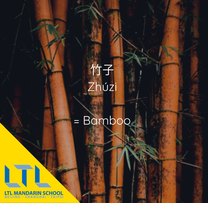 What's A Cactus In Chinese?