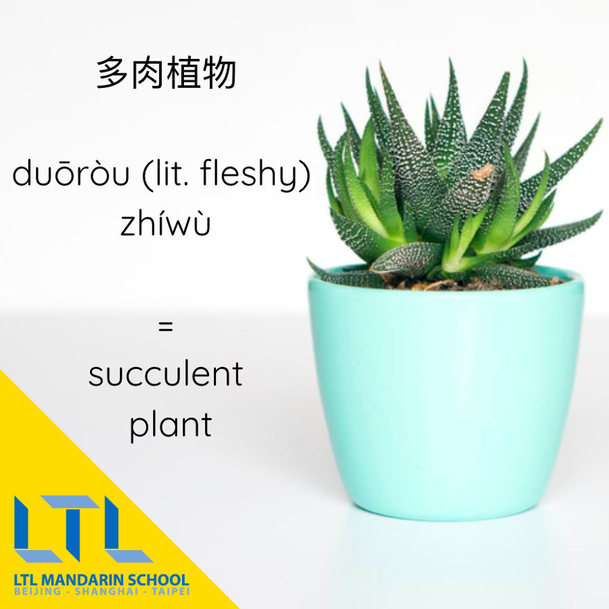 What's A Cactus In Chinese?