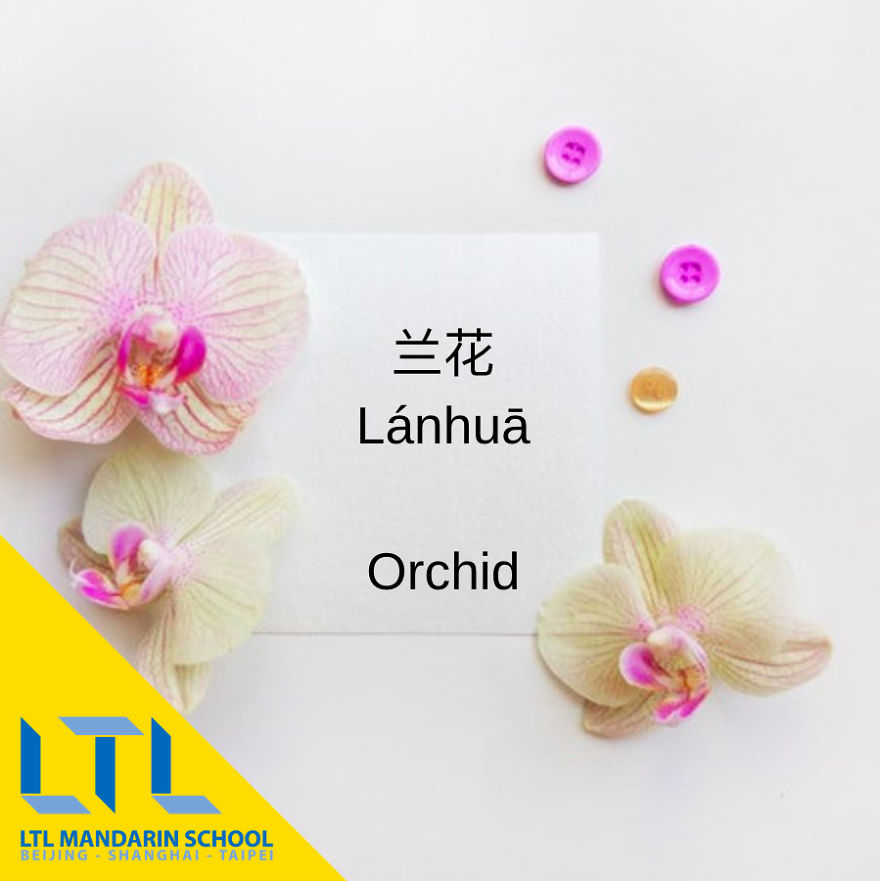 What's A Cactus In Chinese?