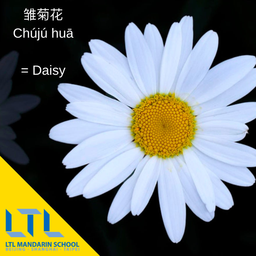 What's A Cactus In Chinese?