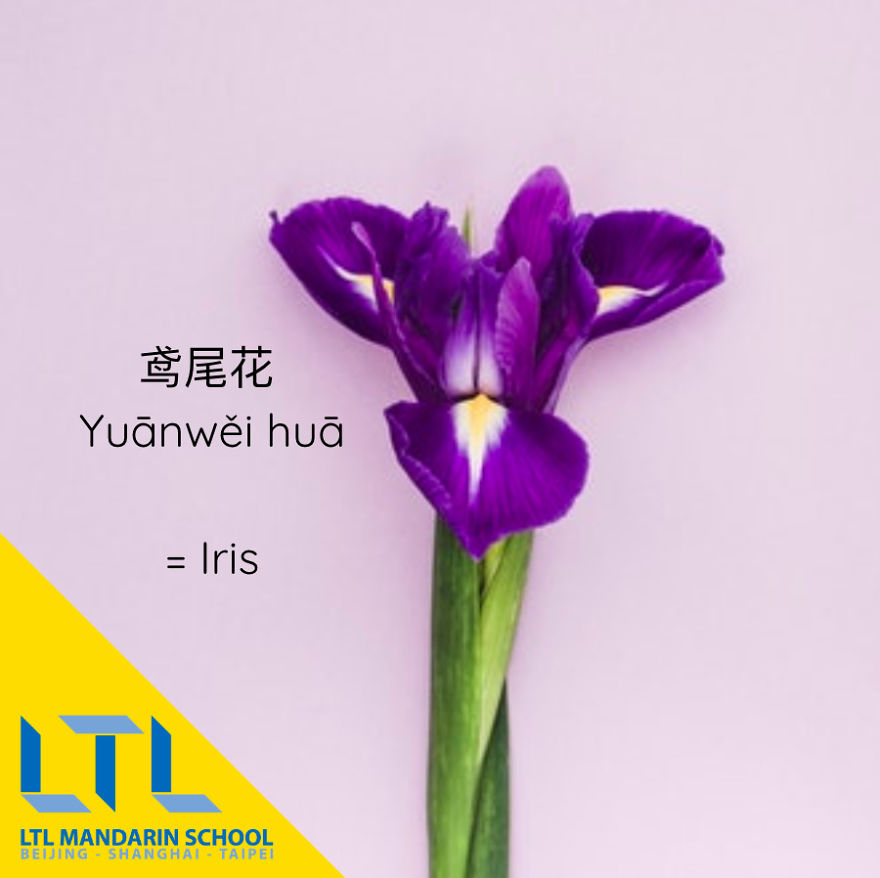 What's A Cactus In Chinese?
